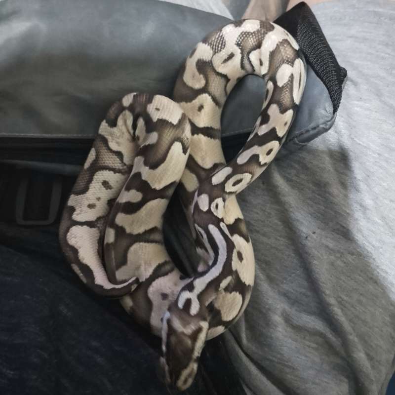 Axel