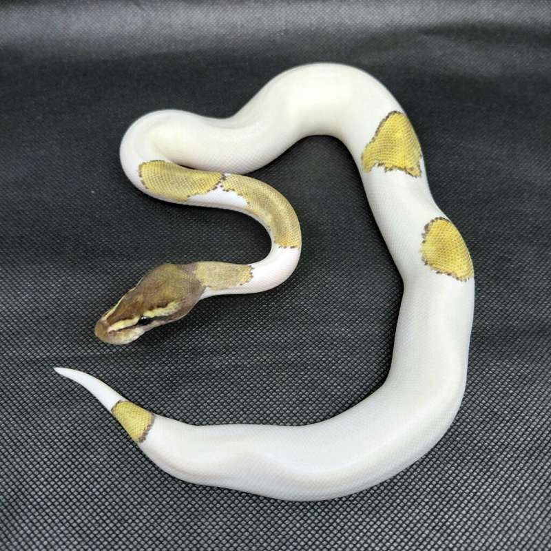 Mojave Black Pastel Piebald