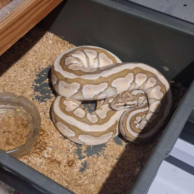 (Proven) Spotnose Lesser Het Clown