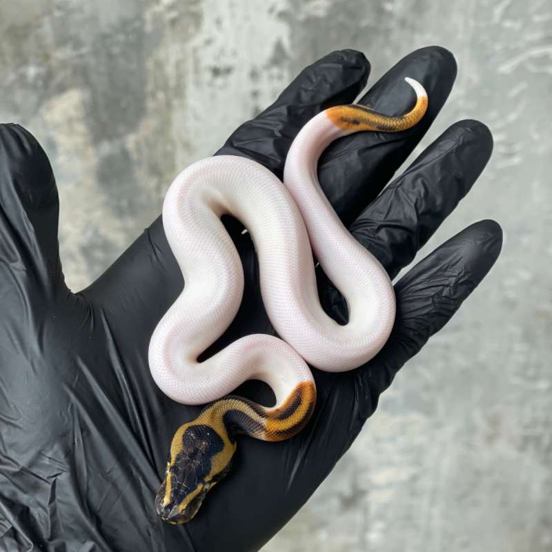Leopard Orange Dream Pied