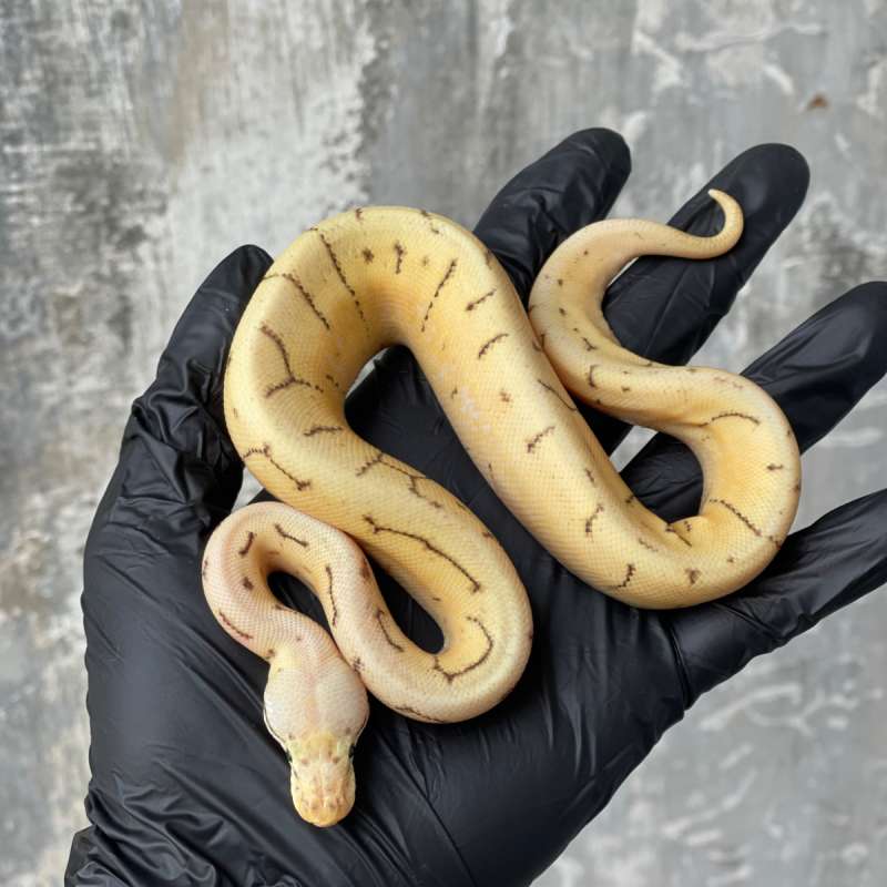 Pastel Yellow Belly Spider Pinstripe poss Butter 50% ph DG