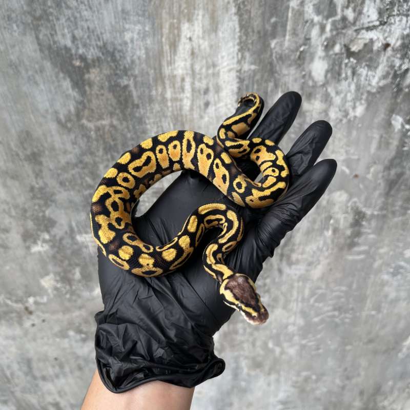 Pastel Yellow Belly 50% poss het Desert Ghost