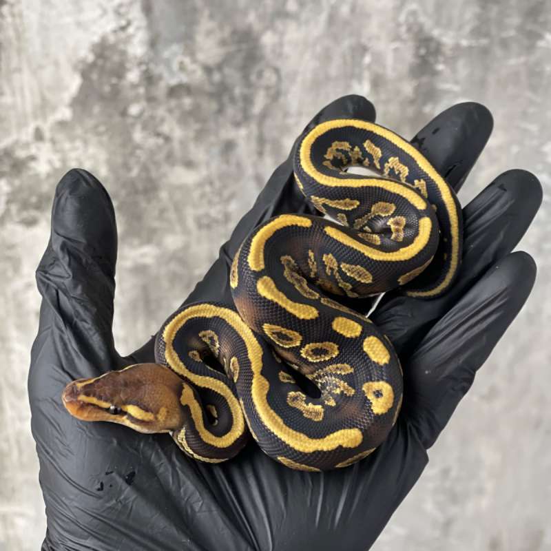 Orange Dream Yellow Belly 100% het Pied