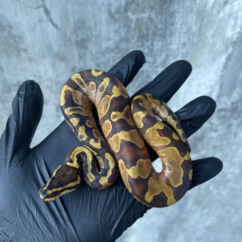 Orange Dream Yellow Belly 100% het Pied