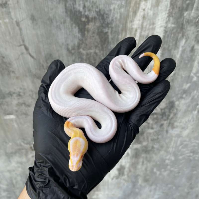 Black Pastel Albino Pied
