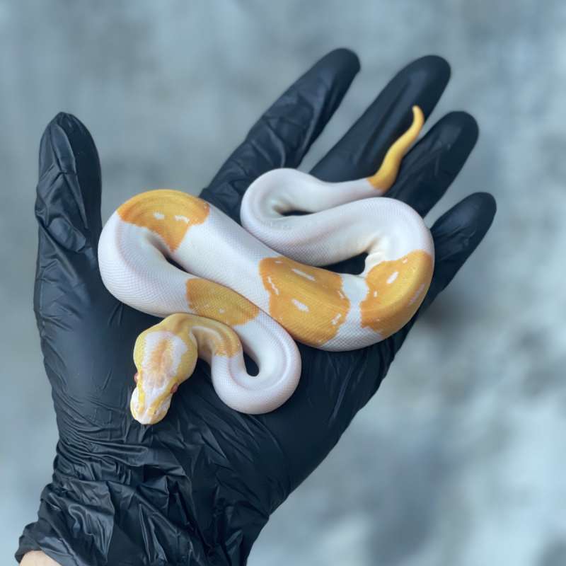 Pied Candy/Albino/Candino possible Yellow Belly