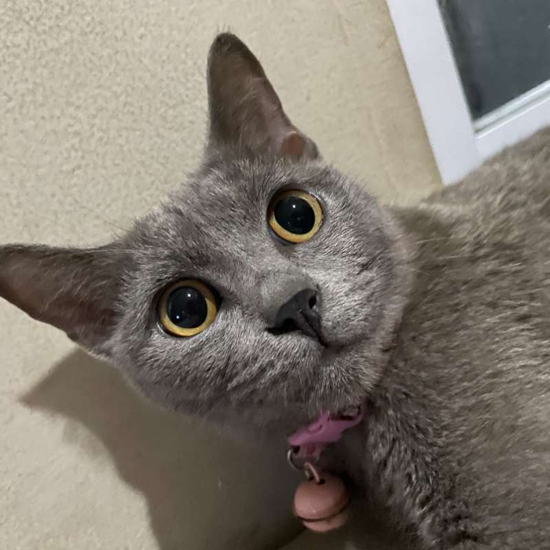 Oni dan leo