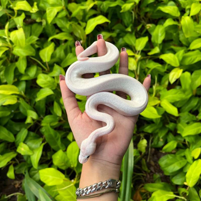 Ball python Super mojave GHI (Lucy)