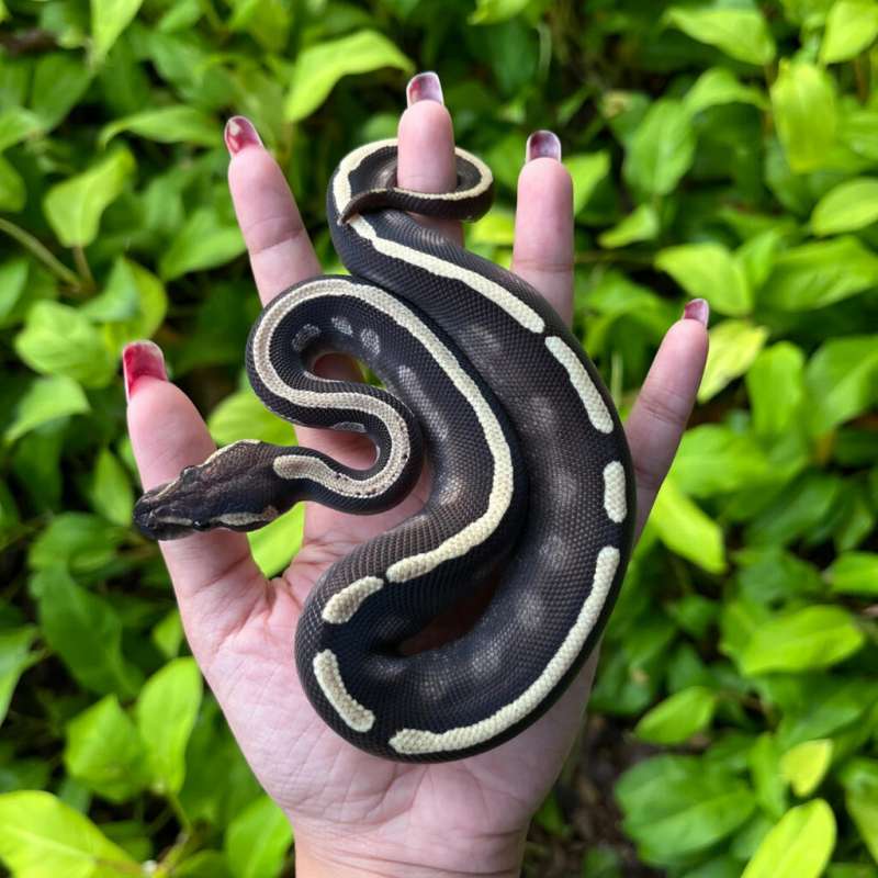 GHI Mojave