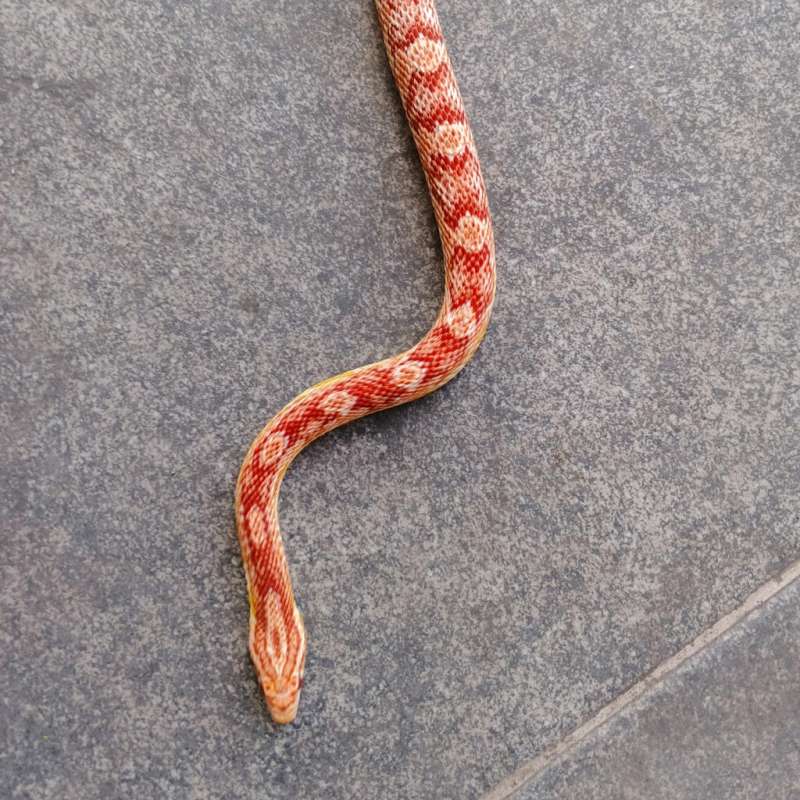 cornsnake amelanistic