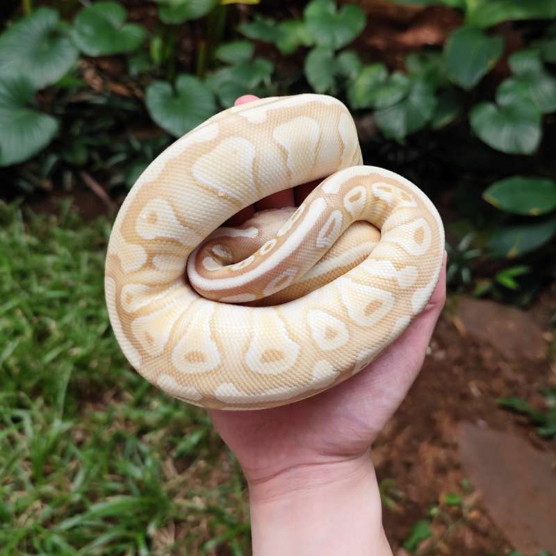 Banana Pastel Lesser