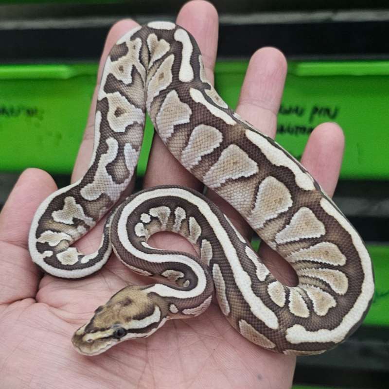 SPOTNOSE LESSER HET CLOWN POSS HET ALBINO