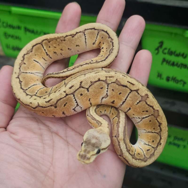 LEMON BLAST DOUBLE HET PIED HYPO