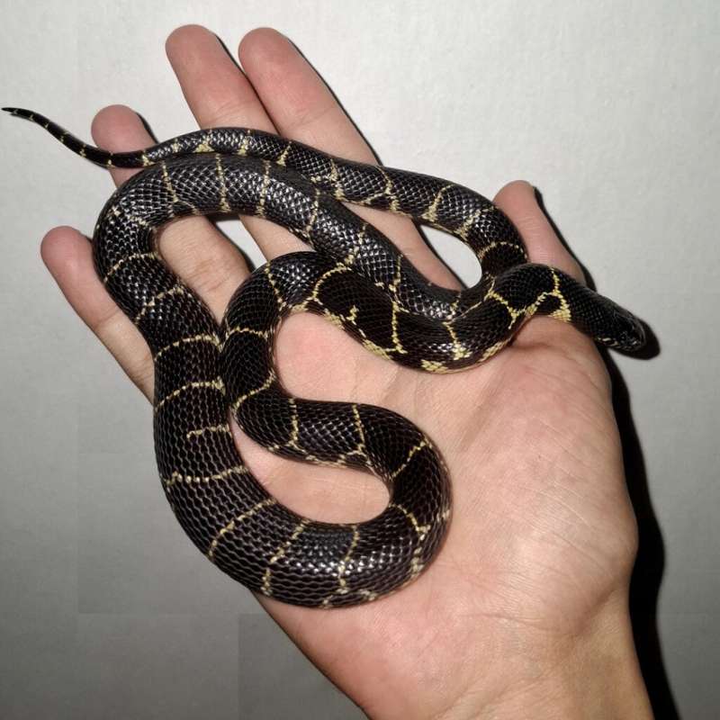Mexican King Snake