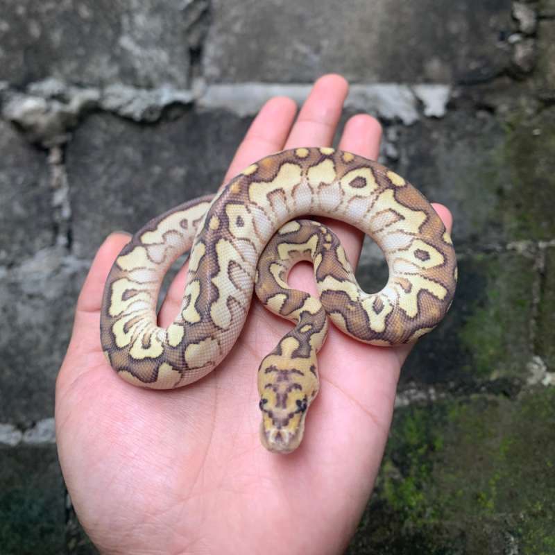 Lesser Spotnose Clown