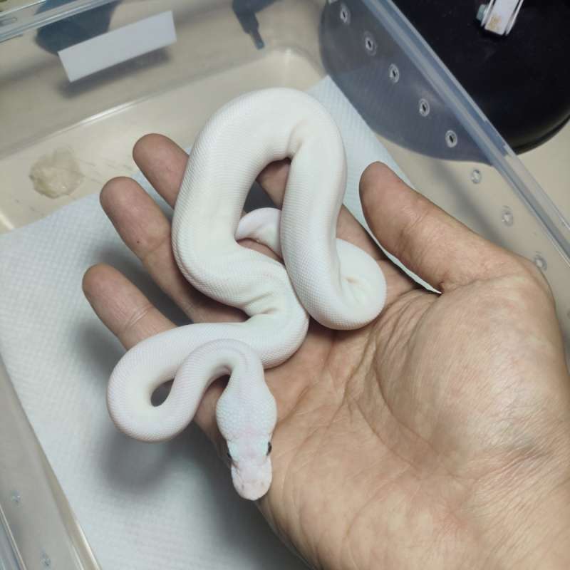 Hypo super lesser ++