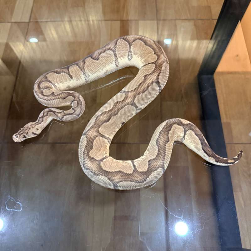 Spectre pastel clown