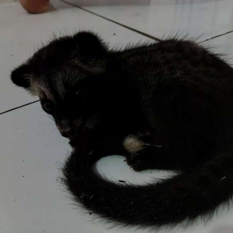 musang pandan ekput 2 bulan,nego