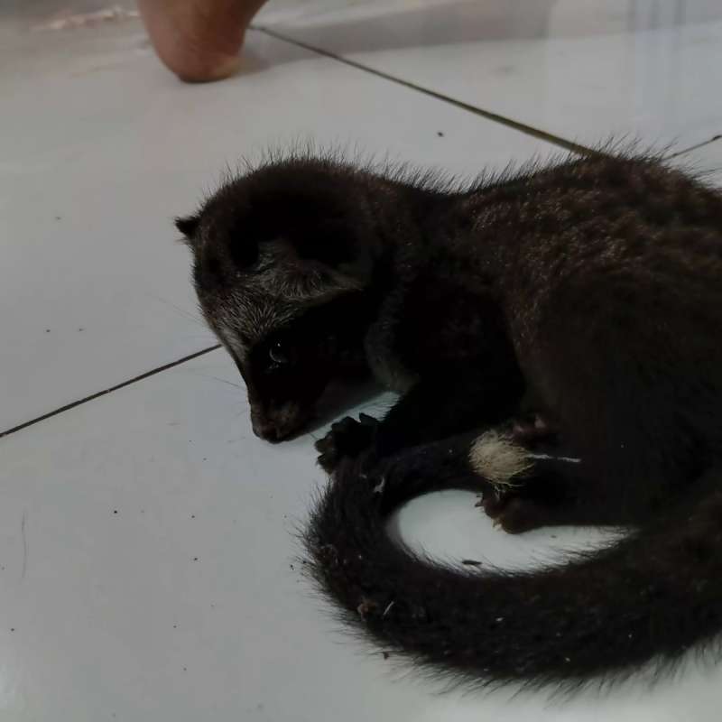 musang pandan ekput 2 bulan,nego
