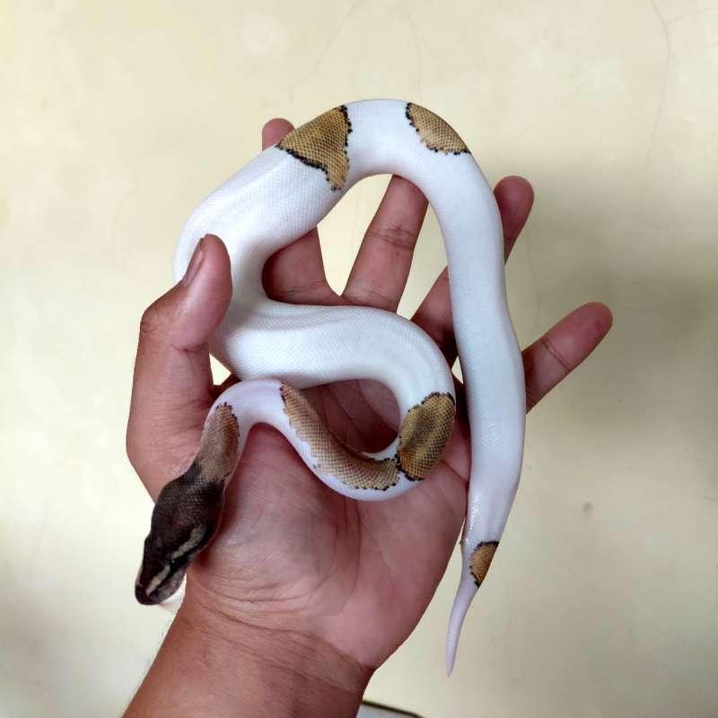 Mojave Black Pastel Pied Ballpython