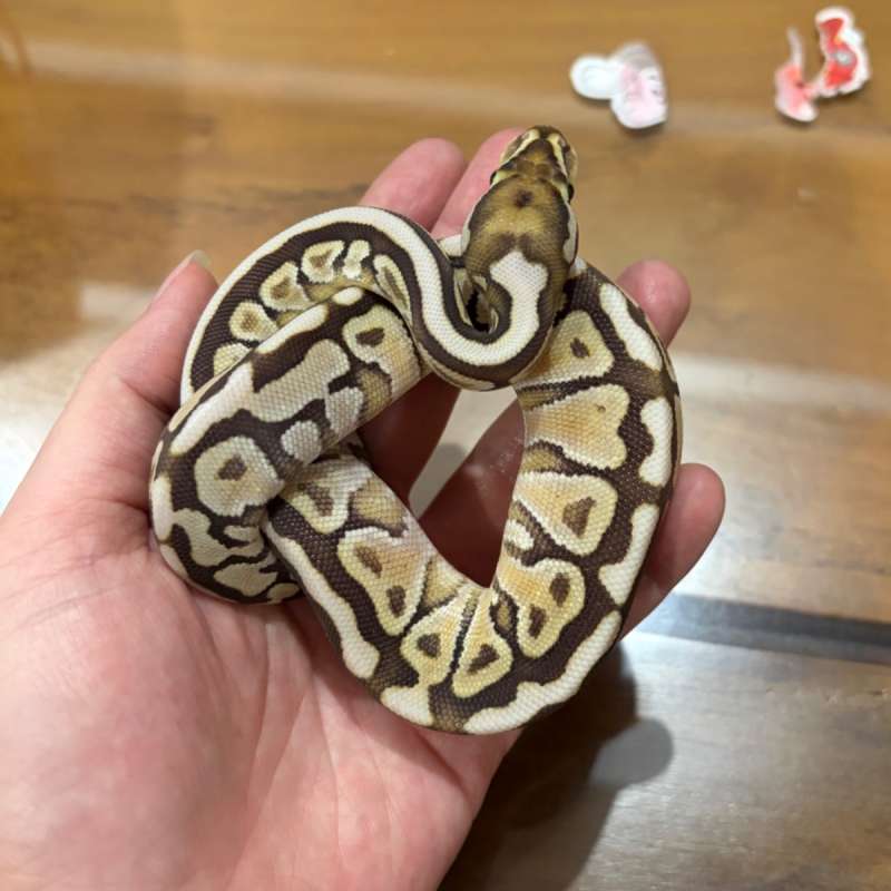 Spotnose Lesser ph DG