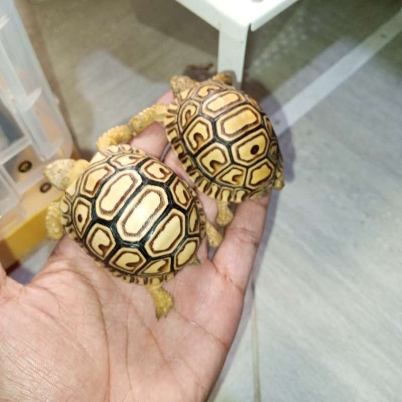 Leopard pardalis 5cm 2ekor cakep cakep 🔥🔥