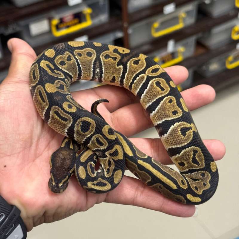 Female Normal 100% DH VPI Axanthic Pied