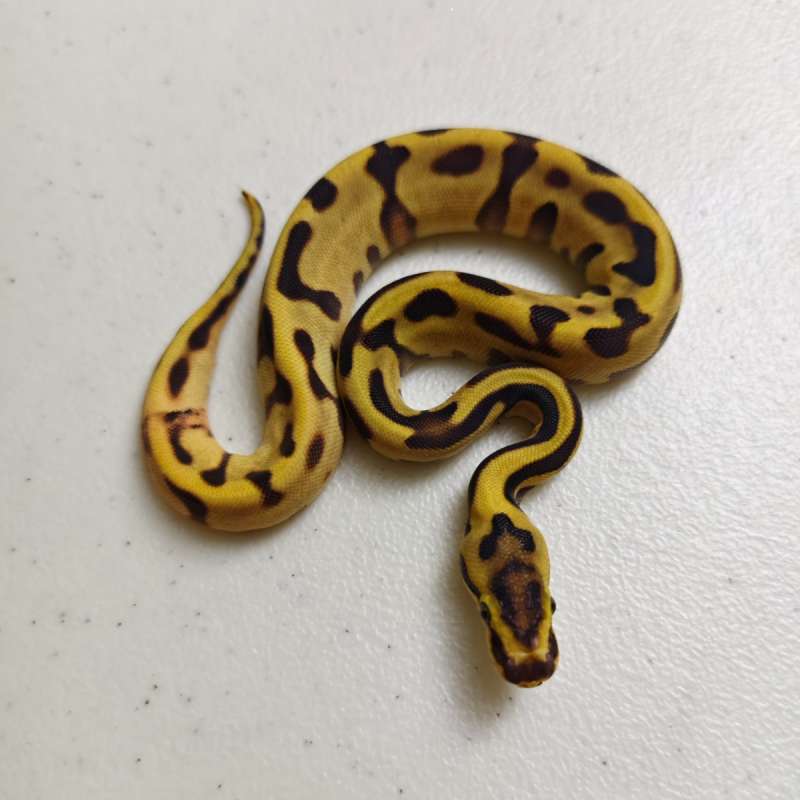 0.1 Enchi Leopard Specter 50% het Genetic Stripe