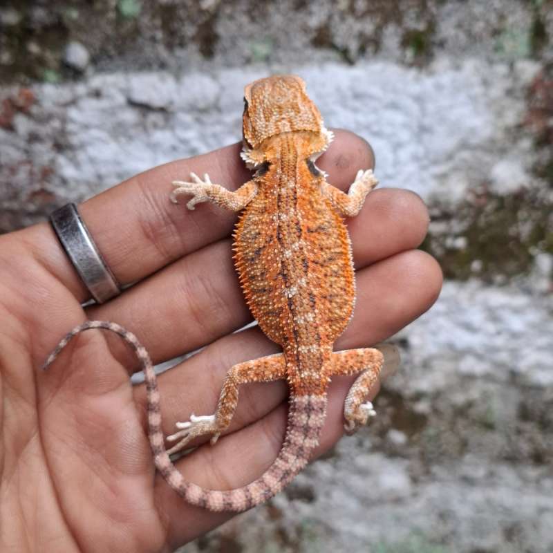 R3• Red Het Trans Ph Hypo Line DarkRed
