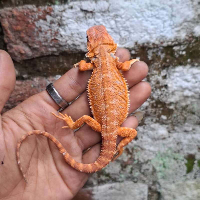 R4• Half DarkRed Hypo Het Trans