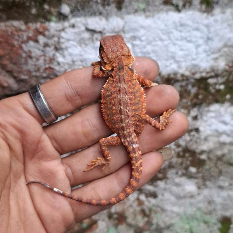 R6• Half DarkRed Lb Het Trans Ph Hypo