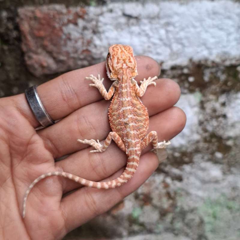 R9• Red Hypo Het Trans Line DarkRed