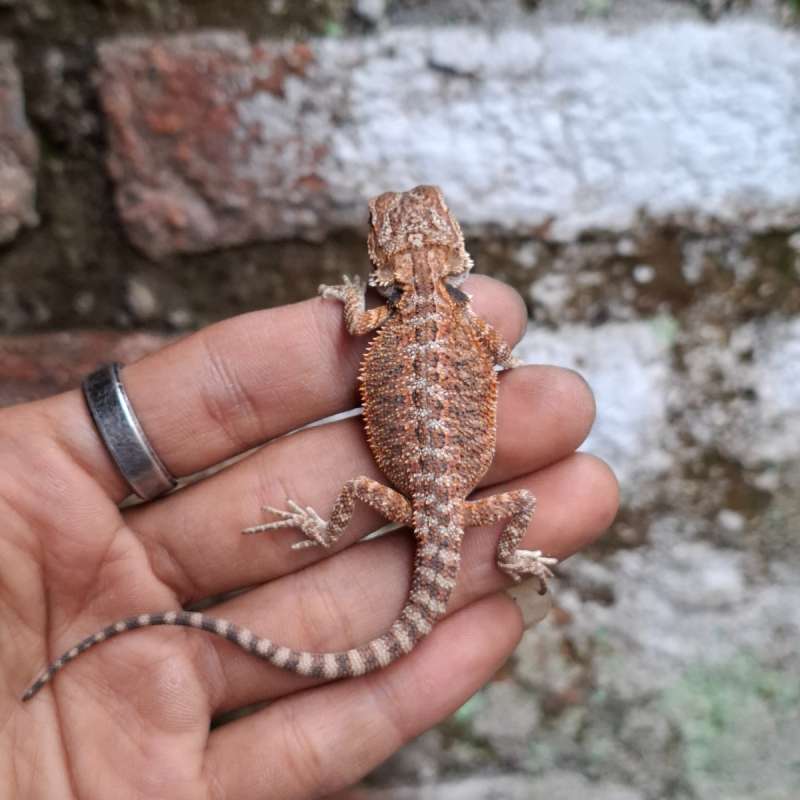R11• Red Het Trans Ph Hypo Line DarkRed