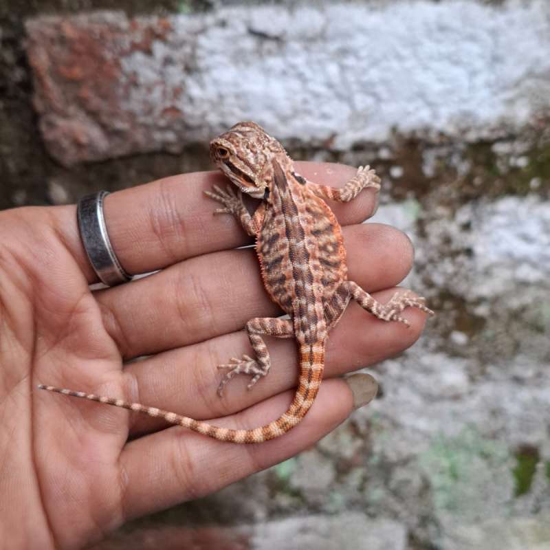 R16• Red L Het Trans Ph Hypo Line DarkRed