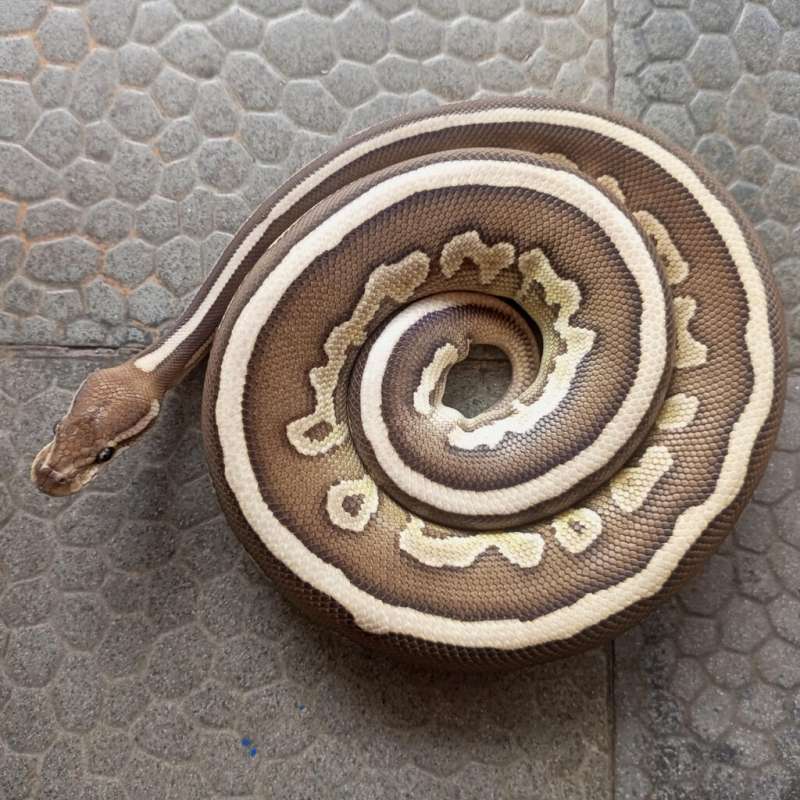 Butter Leopard Cinnamon