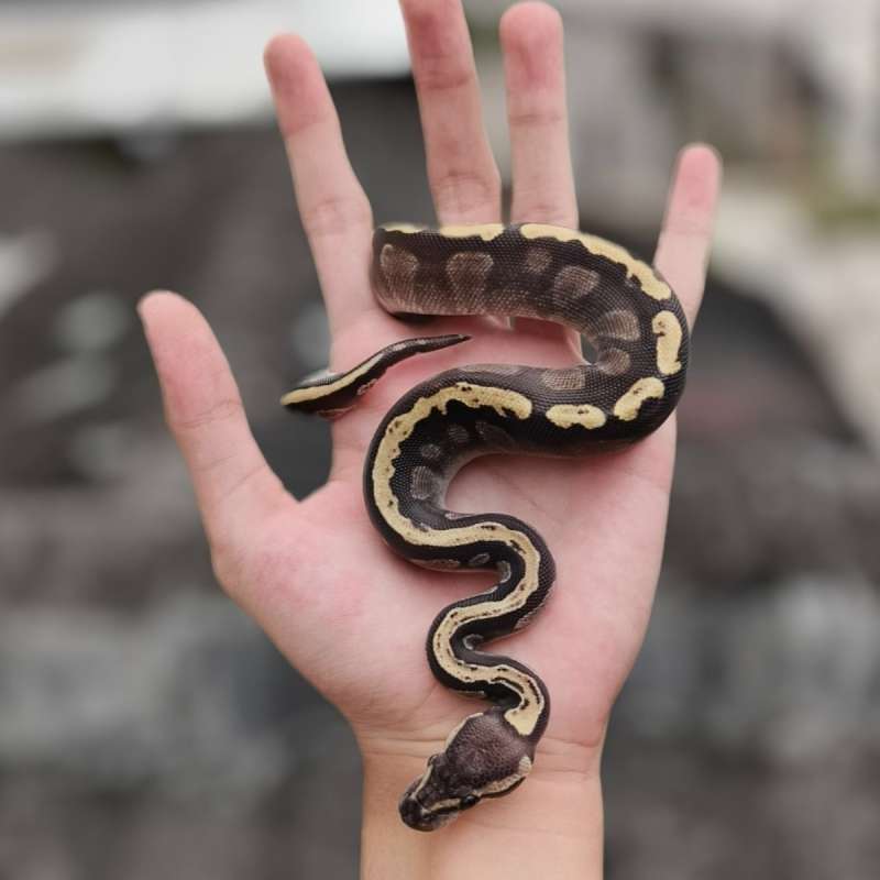 GHI Mojave