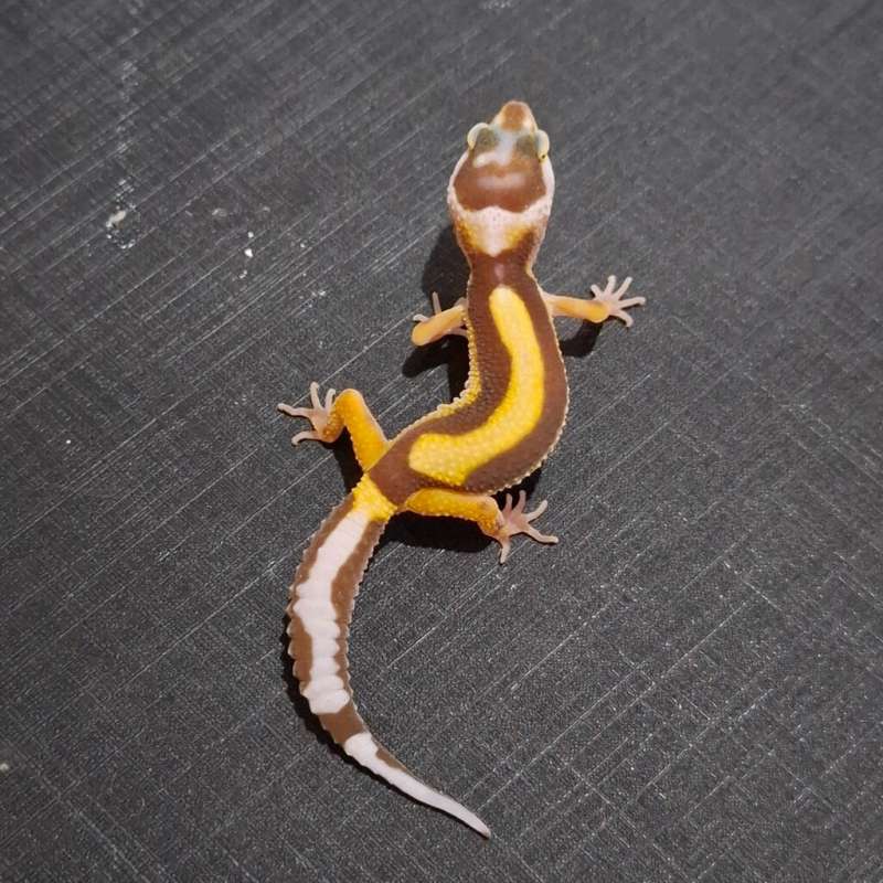 Bold Stripe Tremper