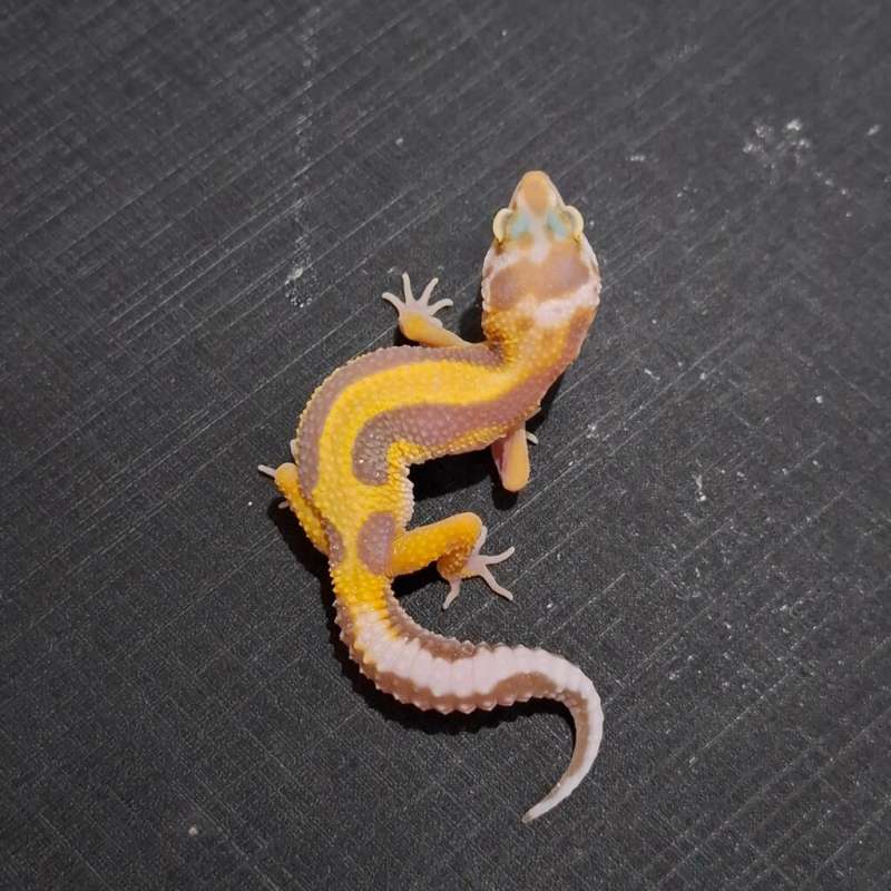 Bold Stripe Tremper