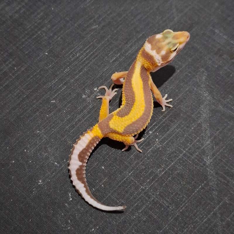 Bold Stripe Tremper