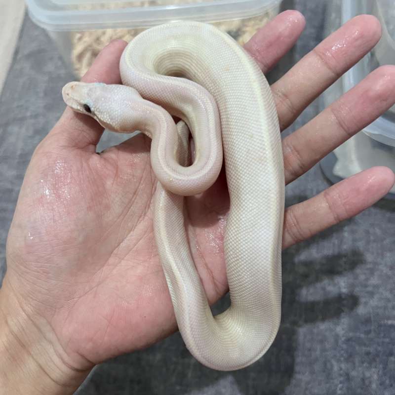 Ballpython Lucy Banana Pastel