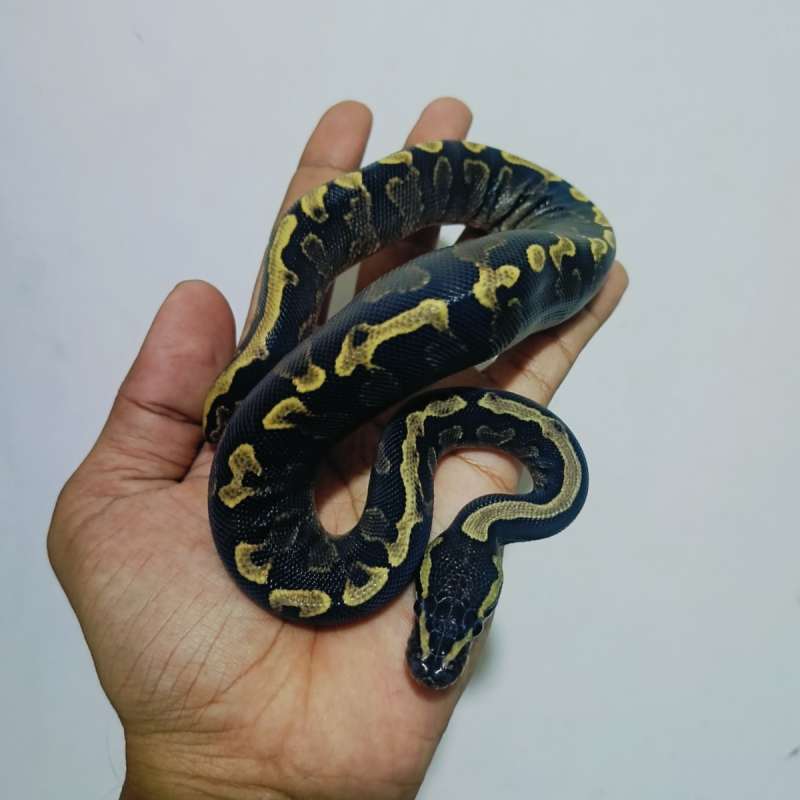 GHI lesser vanilla ph clown
