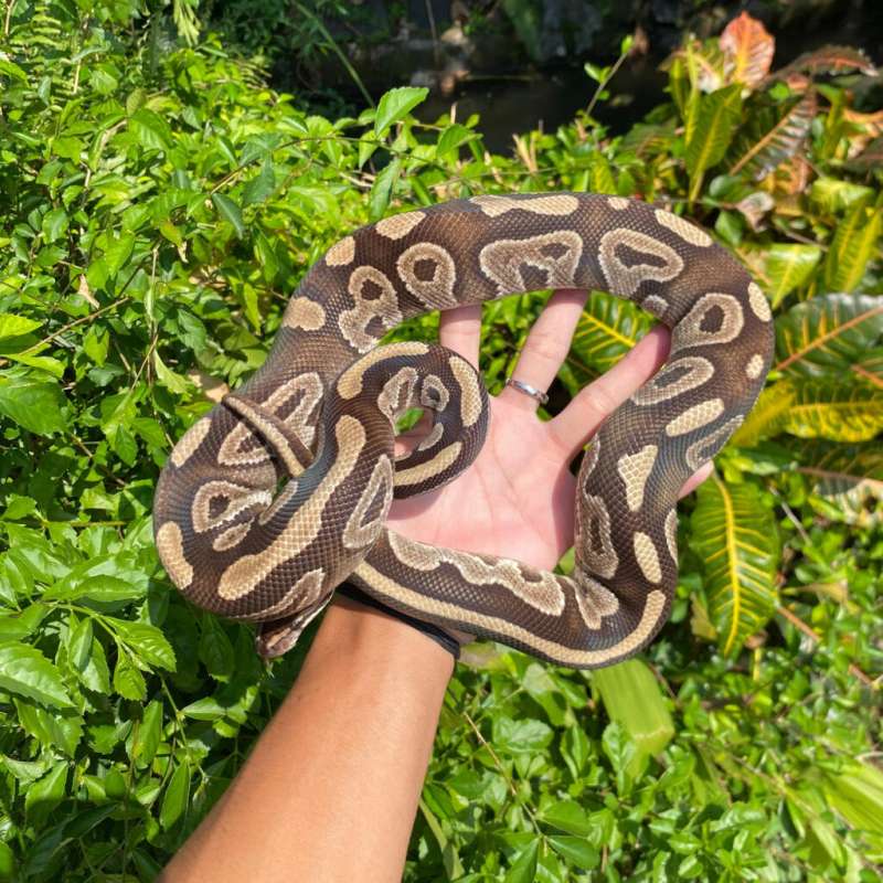 Ballpython Mahogany Male Proven