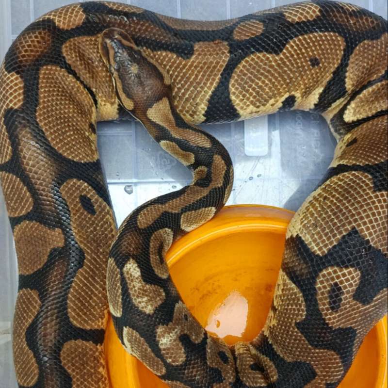 Pastel het Axanthic VPI (Proven)