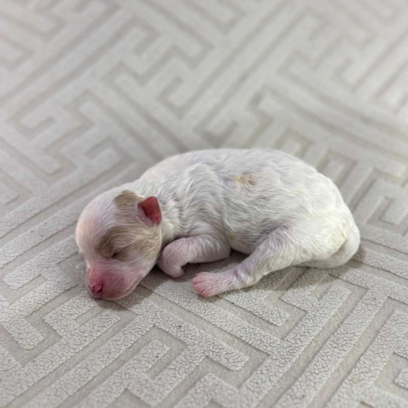 Toy Poodle Puppy