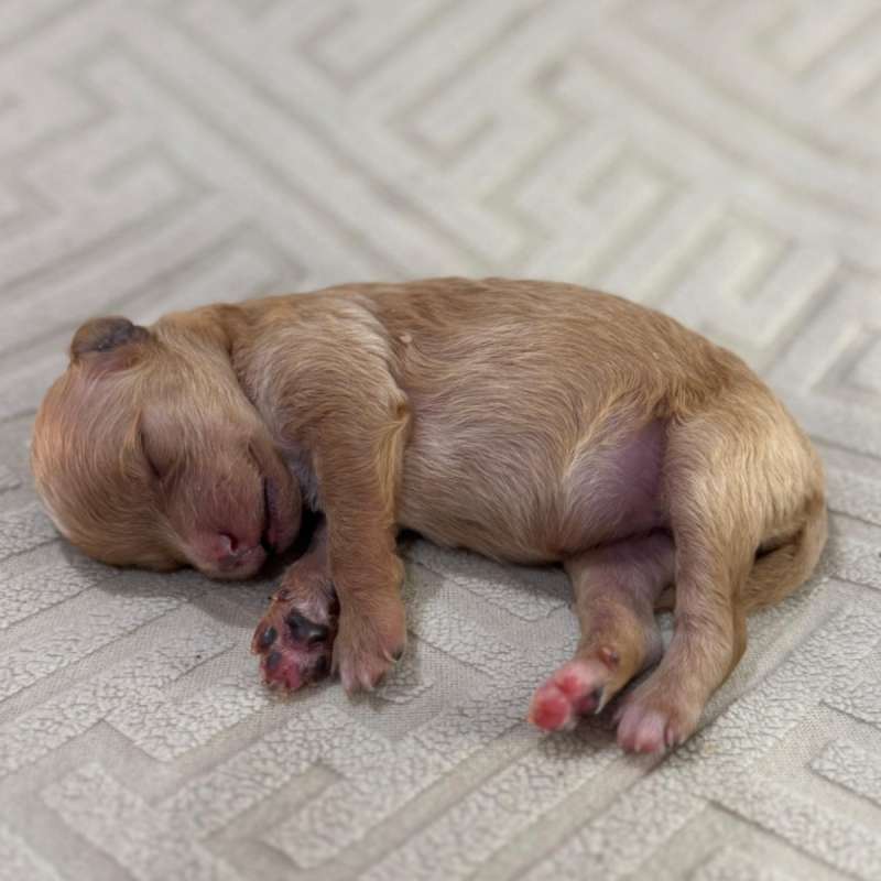 Toy Poodle Puppy