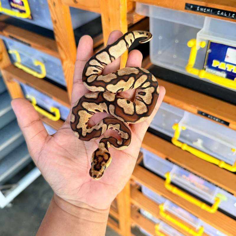 F Spotnose Enchi Cinnamon YB Clown