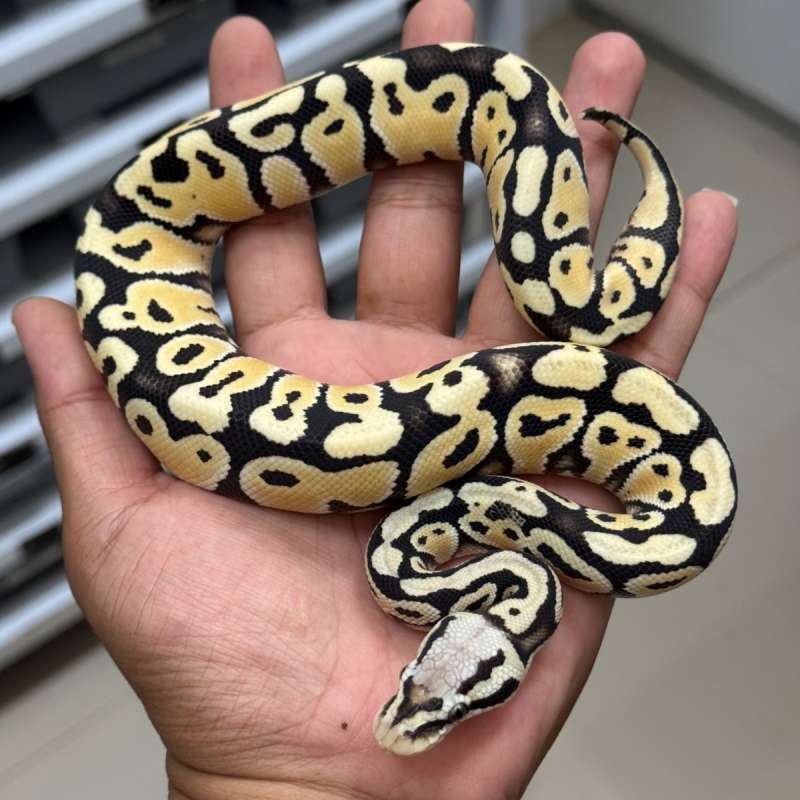 PASTEL DESERT GHOST HET CLOWN 66%