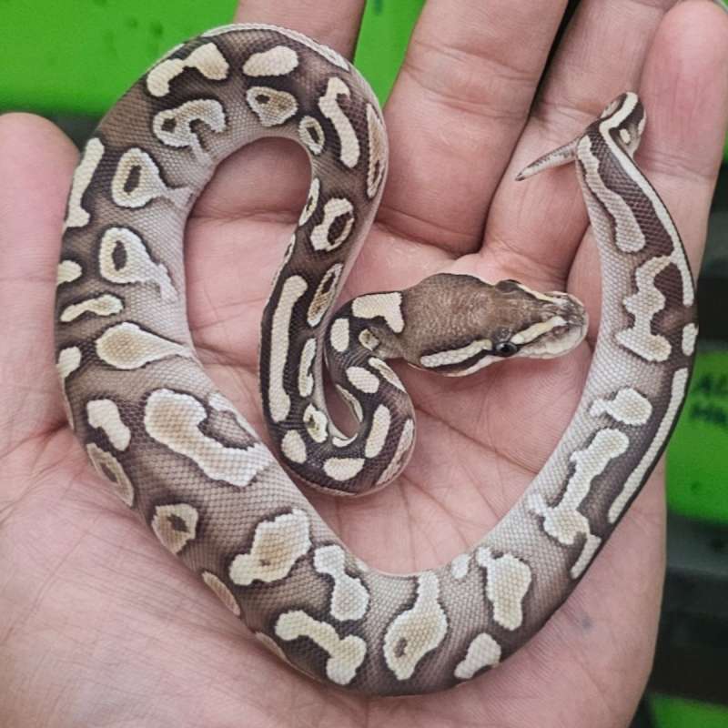 LESSER POSS GEN X HET PIED POSS HET LAVENDER