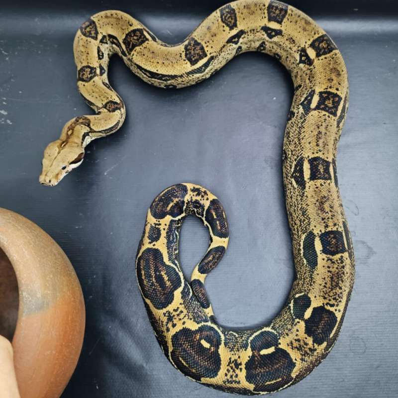 BOA PASTEl Poss JUNGLE 2,5Taun