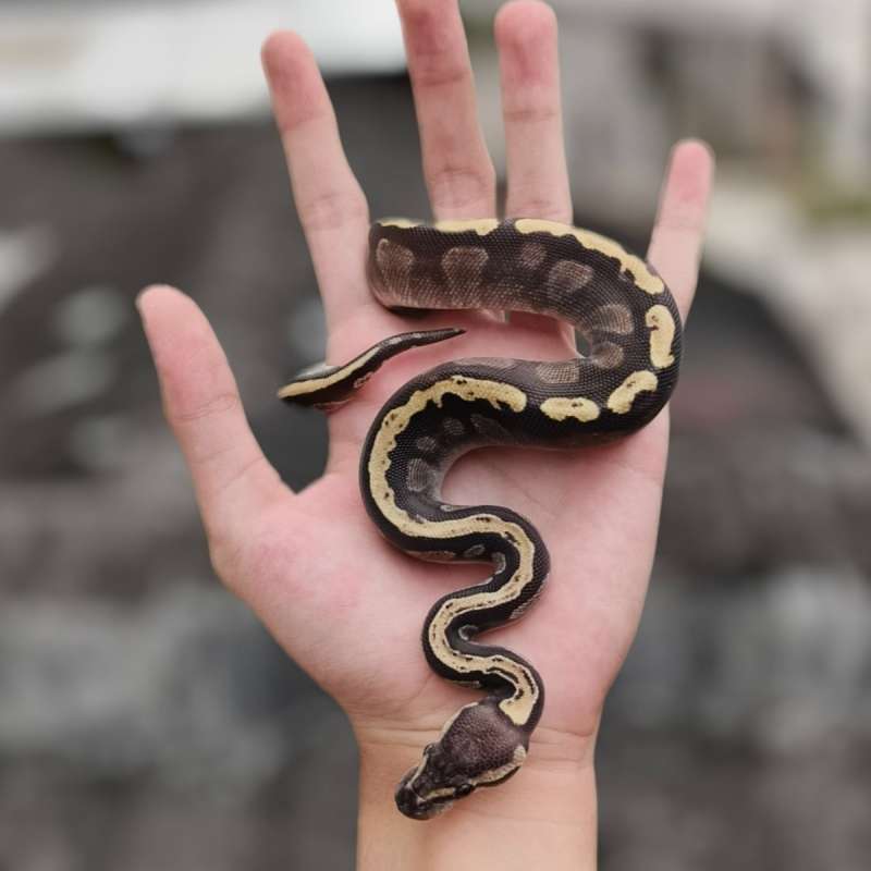 GHI Mojave